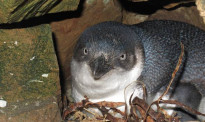 受保护的蓝企鹅成为偷猎者目标，野蛮抓捕致其死亡！