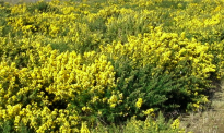 【看新西兰】新西兰三月份容易过敏的花粉