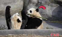 加拿大多伦多民众惜别中国大熊猫
