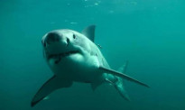 新西兰潜水员险遇大白鲨！奋力搏击终幸存
