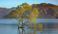 【凯特旅游新西兰】万分痛心，极度愤怒！瓦纳卡孤树树枝被锯断