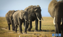 非洲350多头大象神秘死亡：脸朝下倒地，死前曾"转圈"