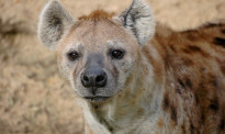全球首次：美国动物园2只鬣狗感染新冠 出现流鼻涕咳嗽症状
