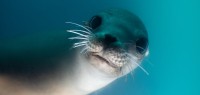 新西兰数百只海豹神秘死亡 环保部已展开调查