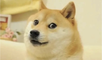 柴犬Doge表情包的原型狗狗病危！上月刚满17岁，全球网友都在祈祷…