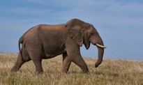 泰国男子买卖大象还用鞭子抽打，没想大象暴走将他凶残反杀！