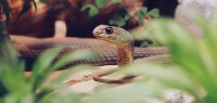 2023年有多少条蛇溜过了新西兰边境？