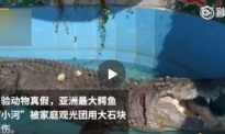 游客砸伤亚洲最大鳄鱼 网民：进去当面给鳄鱼道个歉就行