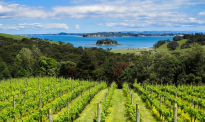 受恶劣天气影响新西兰葡萄产量下降，酿酒厂日子还好过吗？