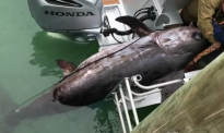 新西兰女主持人钓到361kg剑旗鱼，打破世界纪录