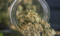药用大麻法案将于明天递交到国会，以后新西兰本地也可以种大麻了？