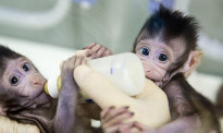 生命科学重大突破！世界首只体细胞克隆猴“中中”在上海诞生