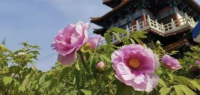 "国花"之战开打，你支持哪朵花代表中国？