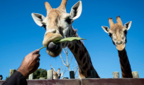 动物喂养成本飙升，奥克兰动物园不得不涨门票价格了！