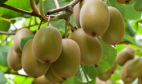 有口福了！新的丰收季，新西兰猕猴桃产业迎来开门红