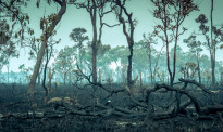 829平方公里雨林消失 巴西月度毁林面积达5年最大