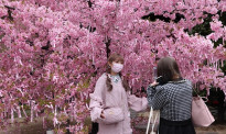樱花陆续绽放 日本多地创历史最早开花纪录