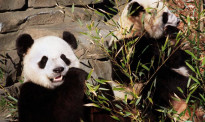 旅美大熊猫美香疑似怀孕最快本周生 美国网友高兴坏了