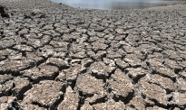 气候变暖致全球旱灾频发 21世纪末六成麦田或遭毁
