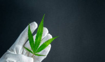 投资新选择！医用大麻公司计划在新西兰证交所上市，欲成行业首家