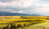 【新西兰地理】南岛马尔堡 新西兰最大的葡萄美酒生产区