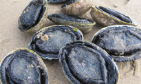 黑市上买卖鲍鱼海胆被罚3万纽币！这些海产品还可能含有毒素！