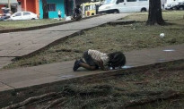 痛心！女孩跪地舔积水 这张照片震撼全球！