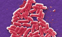 抗生素耐药性与“超级细菌”：未来我们可能死于普通感染