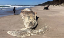 6米长鲸鱼尸体被冲上海滩，为何要派专人彻夜看管？