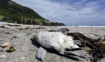 蓝色小企鹅大规模死亡被冲上海滩，到底是什么原因酿成惨剧