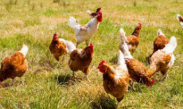【先驱自媒】新西兰养鸡场不愿公开的真相：看高价散养鸡的泪目生活……