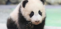 结果出炉！日本民众投票为大熊猫宝宝取名