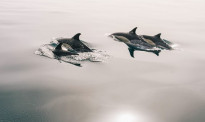 为保护海豚助力，部分商业渔船将添置新装备