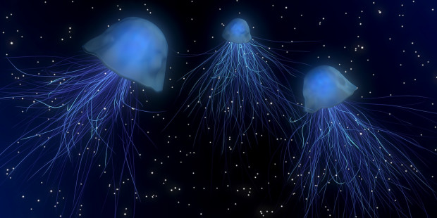 jellyfish 1730018 1280 v2