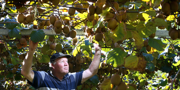 kiwifruit grower