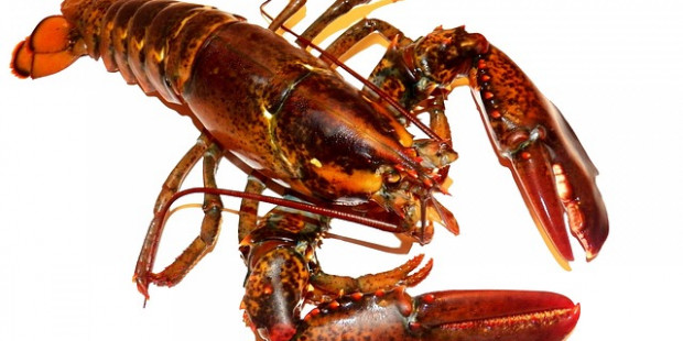 lobster 164479 640 v2