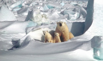 警惕！挪威北极圈群岛气温创新高 或致冻土解冻引发雪崩
