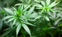 AUT大学可以种植高剂量大麻了，跨出医用大麻研究发展第一步