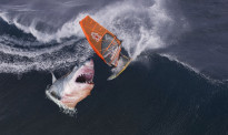 一张图告诉你，为什么爱泡在水里的新西兰人不怕鲨鱼袭击？