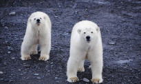 20只北极熊包围咱村，啥时能出门？天知道……