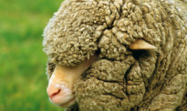 打动2任美国总统的新西兰羊毛“国宝”，羊皮家具中的“劳斯莱斯”，你知道在哪里找到它们吗？