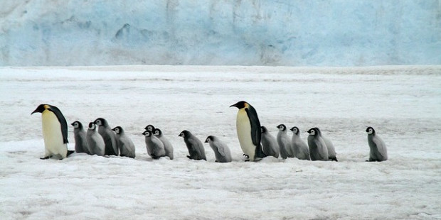 emperor penguins 2821897 640