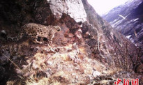 西藏藏东今年首季度捕捉56次雪豹活动影像