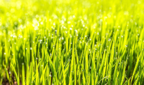 新西兰冬季花园草坪应该多久维护一次？