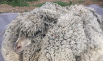 土澳惊现山寨“羊跑跑”，但这羊毛是一代不如一代了