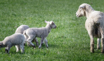 绵羊国农民之痛 1400只羊究竟是怎么被偷走的？