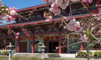 周末佛光山樱花节，以及艺术沙龙、国际素食日活动