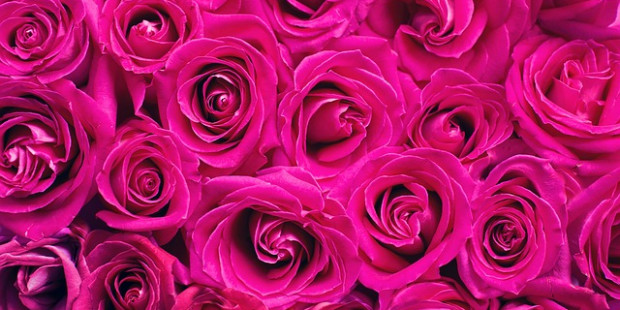 pink roses 2249403 640