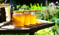 麦卢卡蜂蜜偷兑合成化学品！你们想毁了新西兰这个行业吗？