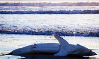 新西兰Coromandel海滩惊现鲨鱼 体长2米